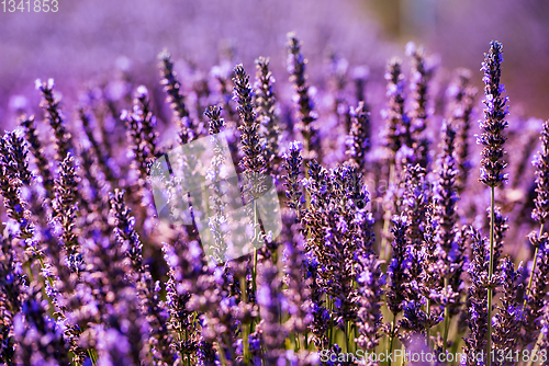 Image of Close up Bushes of lavender purple aromatic flowers