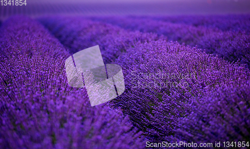 Image of lavender field france