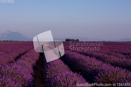 Image of stone house at lavender field