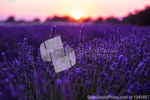 Image of colorful sunset at lavender field