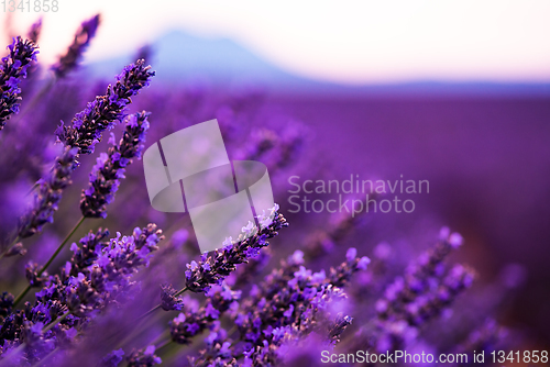 Image of Close up Bushes of lavender purple aromatic flowers