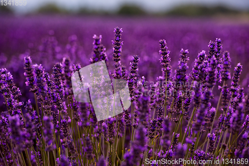 Image of Close up Bushes of lavender purple aromatic flowers