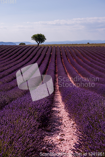 Image of lonely tree at lavender field