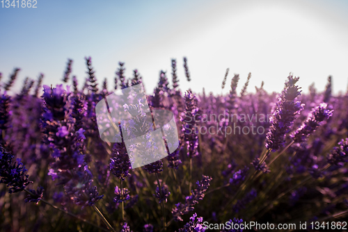 Image of Close up Bushes of lavender purple aromatic flowers