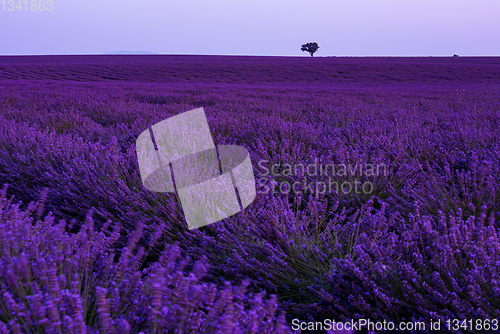 Image of colorful sunset at lavender field