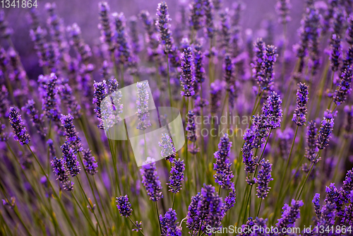 Image of Close up Bushes of lavender purple aromatic flowers