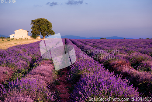 Image of old brick house and lonely tree at lavender field