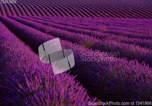 Image of lavender field france