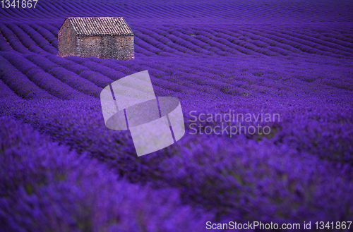 Image of stone house at lavender field