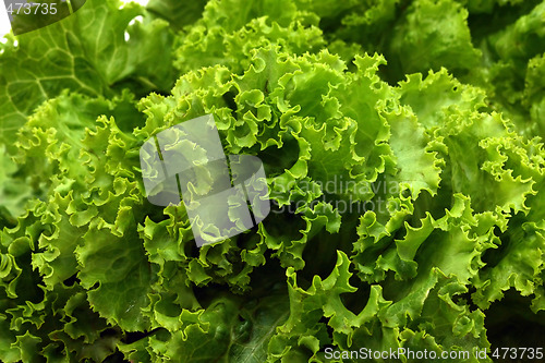 Image of Lettuce close-up