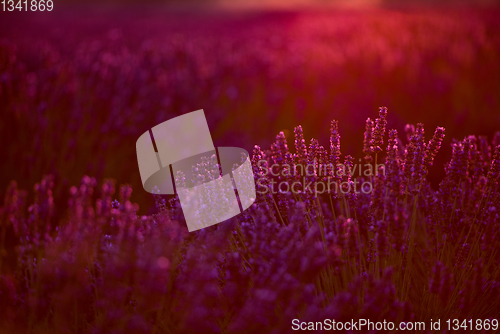 Image of colorful sunset at lavender field