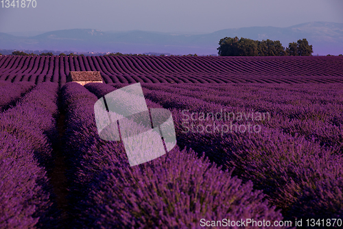 Image of stone house at lavender field