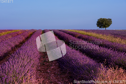 Image of lonely tree at lavender field