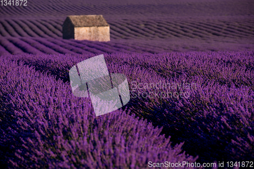 Image of stone house at lavender field