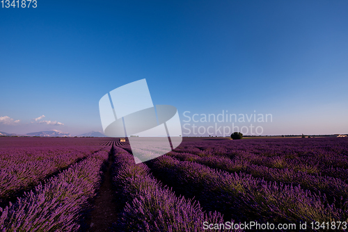 Image of stone house at lavender field