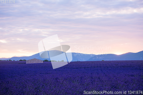 Image of stone house at lavender field