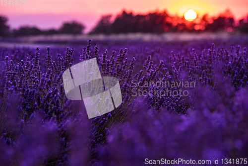 Image of colorful sunset at lavender field