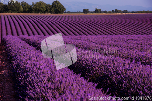 Image of lavender field france