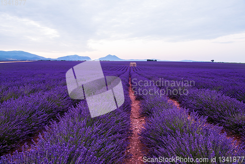 Image of lavender field france