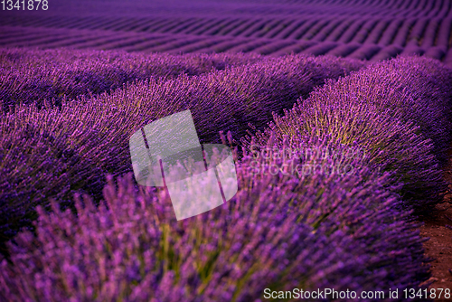 Image of lavender field france