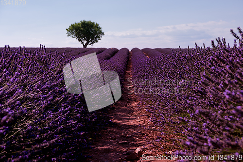 Image of lonely tree at lavender field