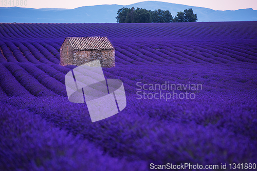 Image of stone house at lavender field