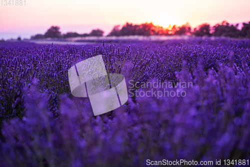 Image of colorful sunset at lavender field