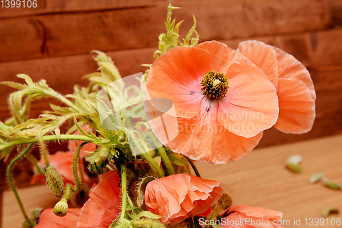 Image of Pink poppy among tangled foliage and flowers