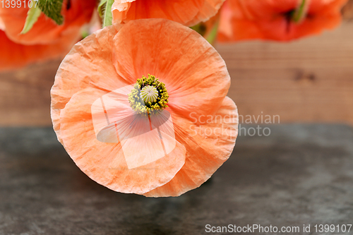 Image of Poppy flower with pollen-laden stamen
