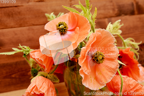 Image of Pale pink poppies picked from the garden