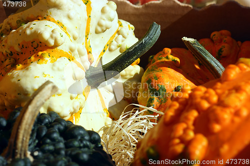 Image of Fancy pumpkins