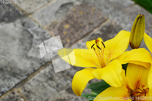 Image of Bold yellow lily flowers on a stone patio 