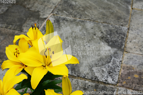 Image of Bright yellow lily flowers on a stone patio