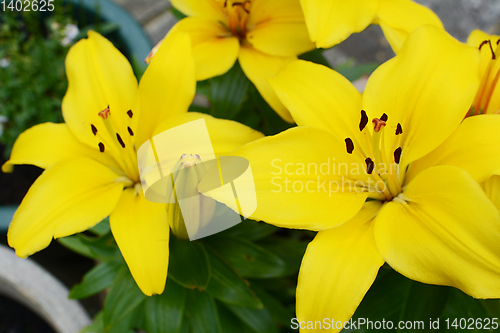 Image of Vibrant yellow lily blooms in a summer garden