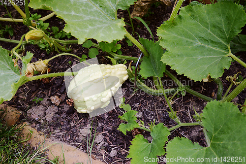 Image of Pale pear-shaped warted gourd on a spiky vine