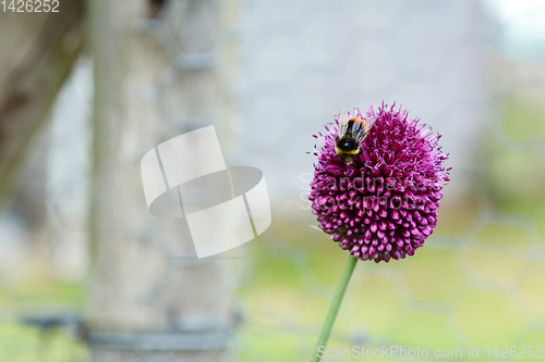 Image of Red-tailed bumblebee on a purple allium flower