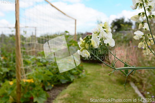 Image of White everlasting pea flowers in an allotment garden