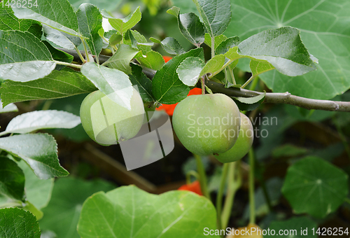 Image of Small green Braeburn apples growing on the tree 