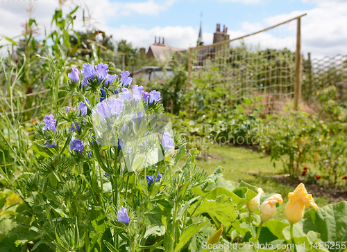 Image of Viper\'s bugloss in a rural allotment garden