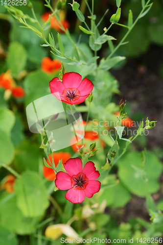 Image of Two scarlet flax flowers