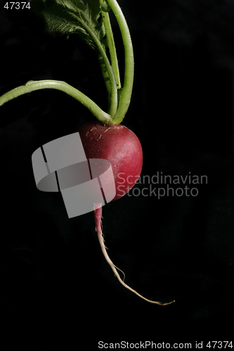 Image of Radish