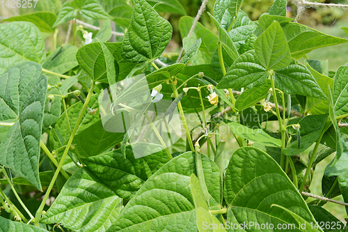 Image of Calypso or yin yang beans growing among lush green leaves