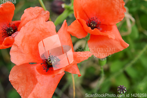 Image of Three delicate red corn poppies