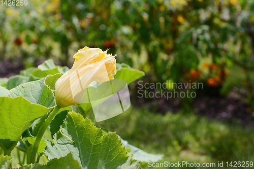 Image of Male gourd flower grows above the lush foliage of a cucurbit pla