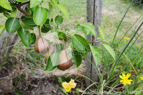 Image of Three red-green Williams pears growing on the branch