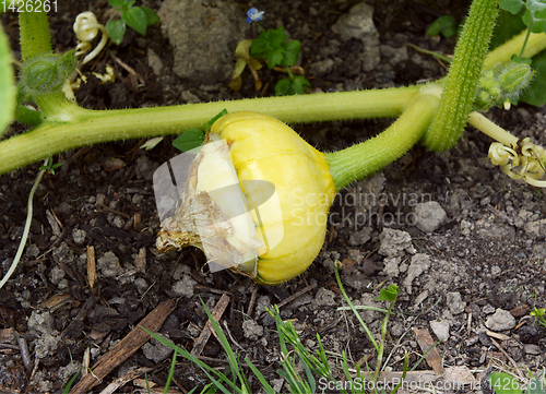 Image of Turks Turban gourd developing on a prickly vine