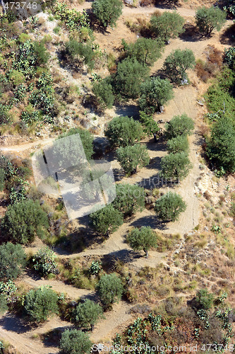 Image of Olive garden in Aspromonte