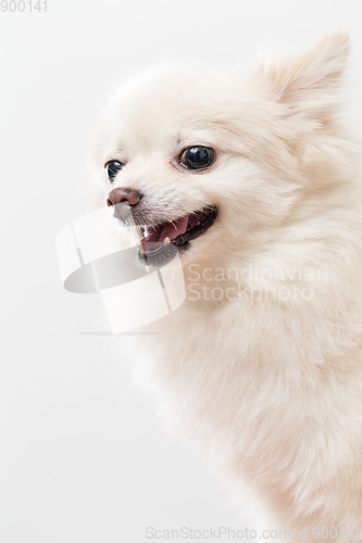 Image of White Pomeranian getting angry