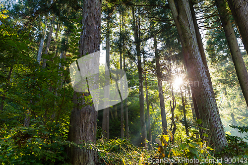 Image of Forest with sunlight