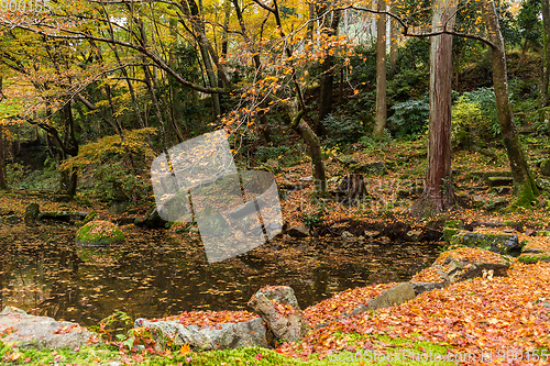 Image of Autumn garden